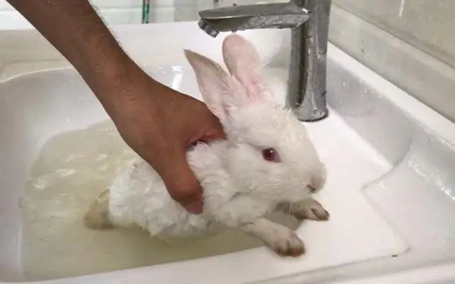 Can rabbits bathe