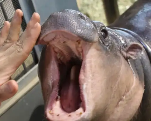 The hippo's having a nice bath and a nice look