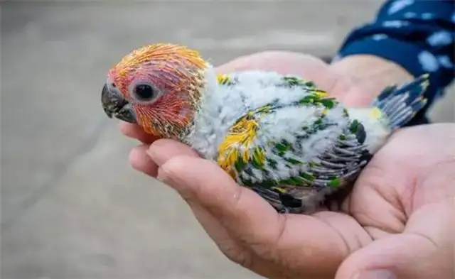 What do parrot larvae raise? How do you keep a parrot