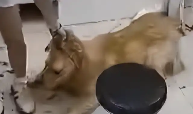 Blonde took a bath and died in a pet living house