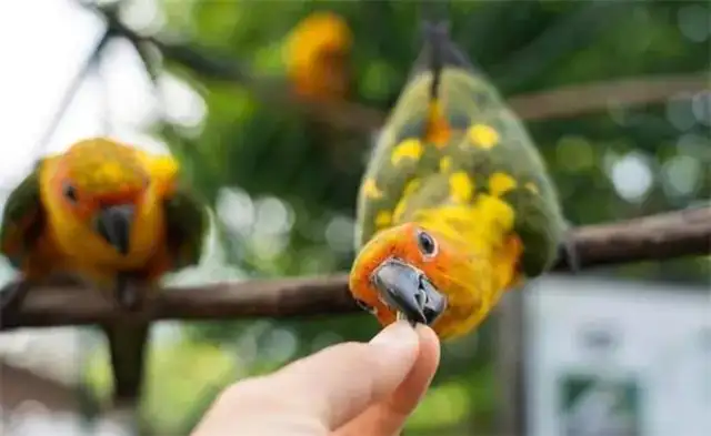 What do parrot larvae raise? How do you keep a parrot