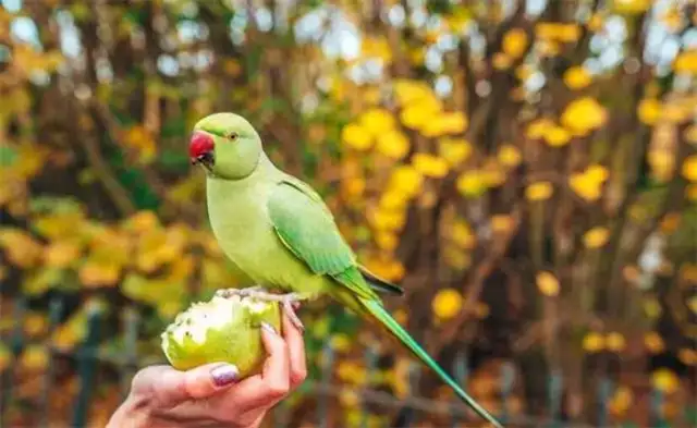 What do parrot larvae raise? How do you keep a parrot
