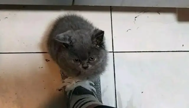 In the absence of a door, the girl bought a blue-eared cat