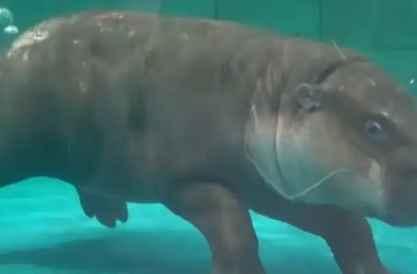 The hippo's having a nice bath and a nice look