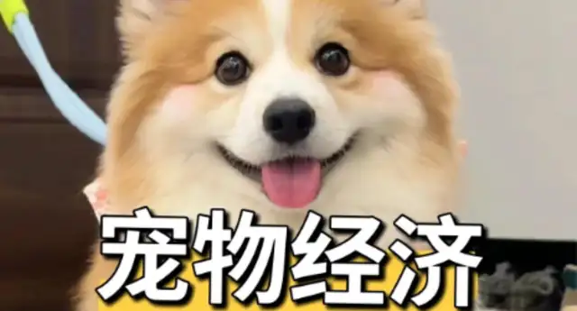 "Pet Economy" develops into a fast car. Province