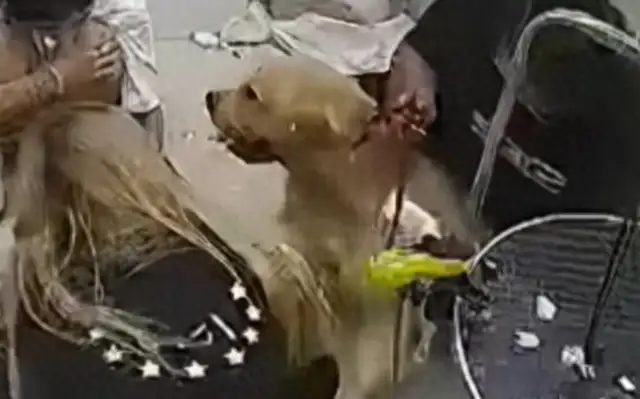 Blonde took a bath and died in a pet living house