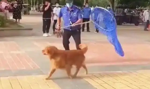 Goldhounds in the neighborhood are chasing without rope