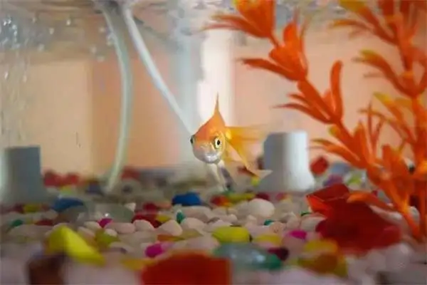 Why doesn't a rookie feed a goldfish