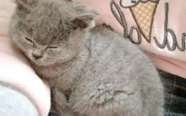 In the absence of a door, the girl bought a blue-eared cat