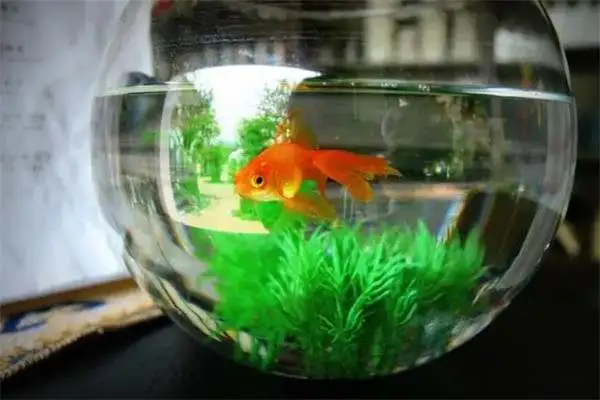 Why doesn't a rookie feed a goldfish