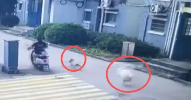 Pregnant women on their bikes were chased by three dogs and the fetus stopped growing after rabies were administered