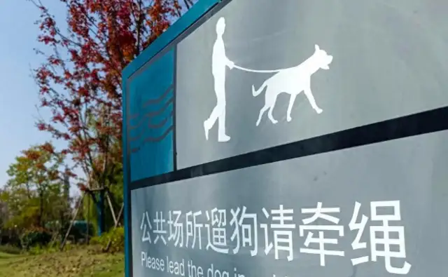 Goldhounds in the neighborhood are chasing without rope