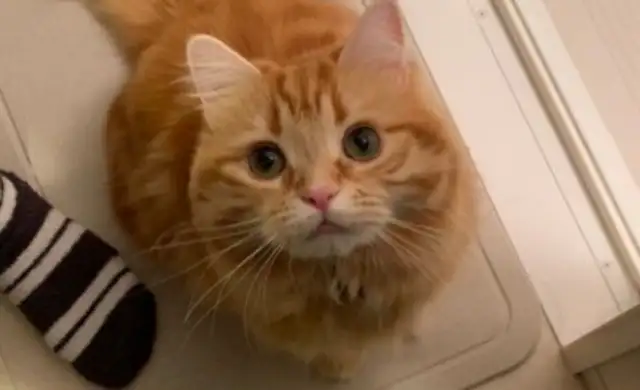 The sticky cat wants to bathe with Ma Ma, and he needs to go to the bathroom