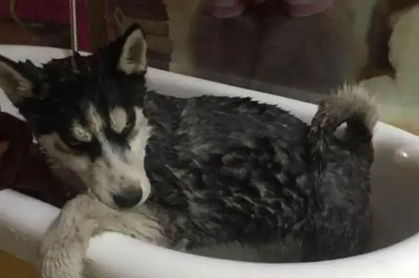 Take Haskee to the pet store to take a bath, and when he's done, the pet store begs me not to bring this dog