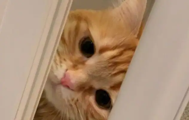 The sticky cat wants to bathe with Ma Ma, and he needs to go to the bathroom