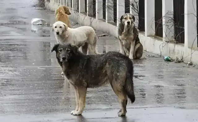 Technological transformation of the rescue of homeless animals in pursuit of the public good, the Little Vagrant Care Programme