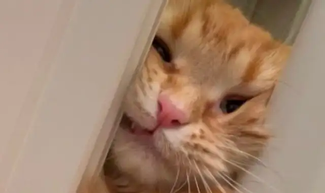 The sticky cat wants to bathe with Ma Ma, and he needs to go to the bathroom