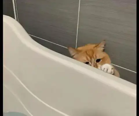 Since the cat was raised, the master had no privacy in the shower