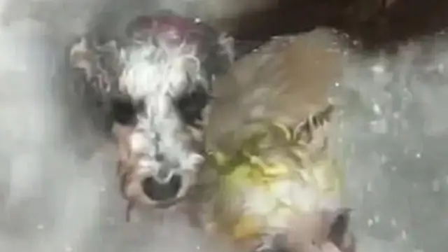 The wife took a bath for the dog, but he didn't let anybody in. The door