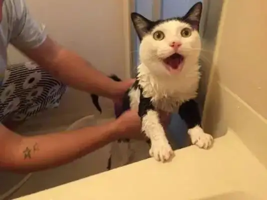 Since the cat was raised, the master had no privacy in the shower