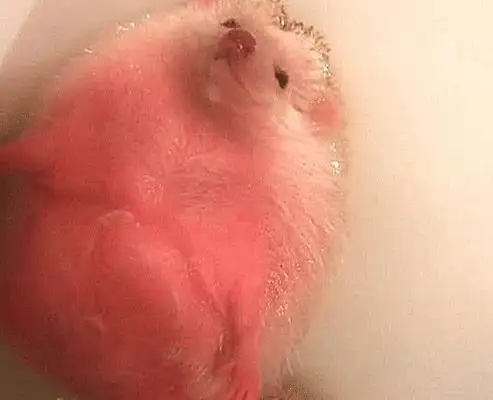 The boyfriend took a bath for the hedgehog, and the master went in, and he got scared