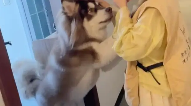 The woman was fed to the house and suffered a disfigured bite from over 100 pounds of Alaskan dogs