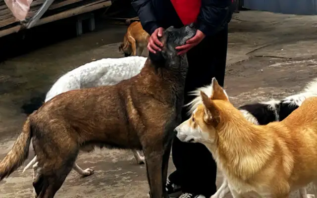 Technological transformation of the rescue of homeless animals in pursuit of the public good, the Little Vagrant Care Programme