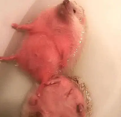 The boyfriend took a bath for the hedgehog, and the master went in, and he got scared