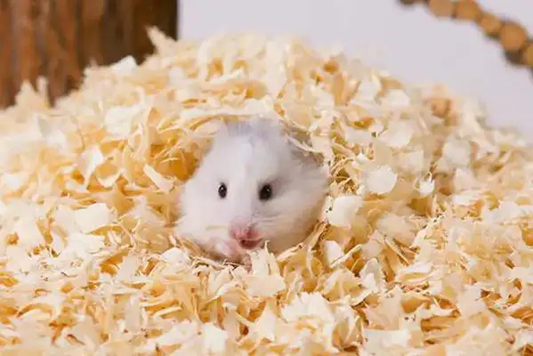 Was the hamster scab angry