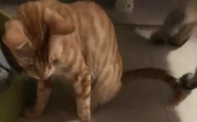Men drink too much to feed cats. Cat: Daddy