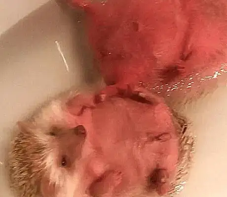The boyfriend took a bath for the hedgehog, and the master went in, and he got scared