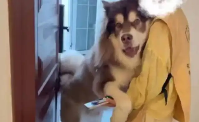 The woman was fed to the house and suffered a disfigured bite from over 100 pounds of Alaskan dogs
