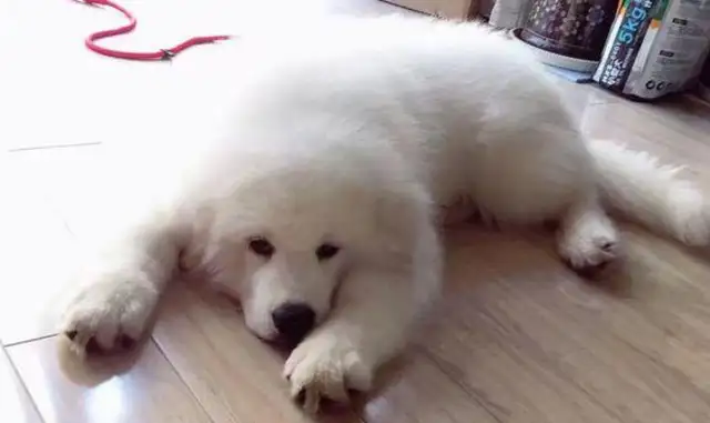 He lied to his parents that he was raising Samoye, and five months later, his parents questioned his netizens: What kind of dog is this