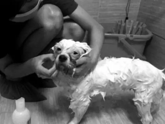 Shenzhen surprised the pet bather