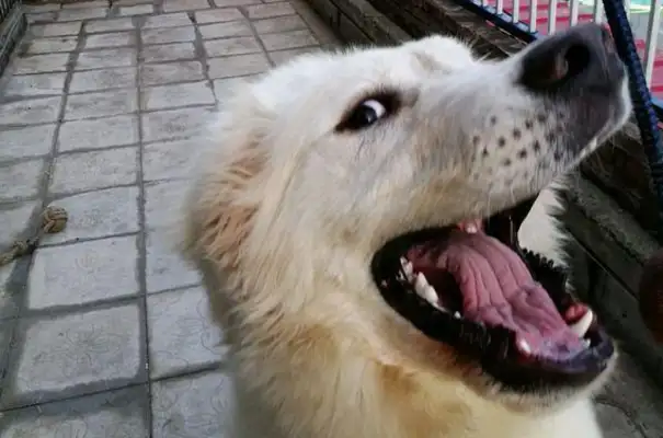 He lied to his parents that he was raising Samoye, and five months later, his parents questioned his netizens: What kind of dog is this