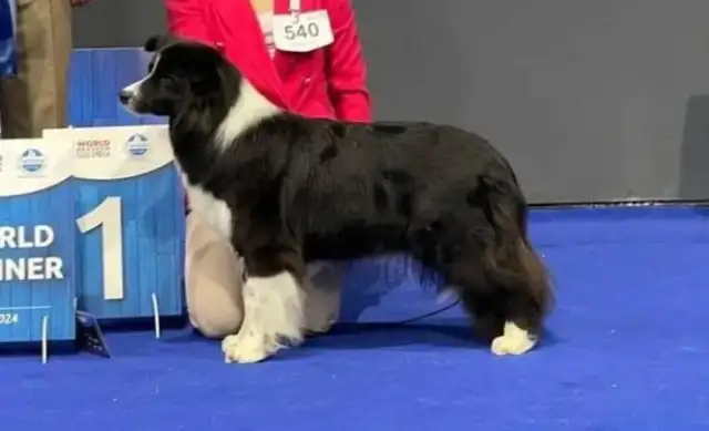 The world's top dog contest champions are down with Chinese dogs, and Chinese dogs are up to their best