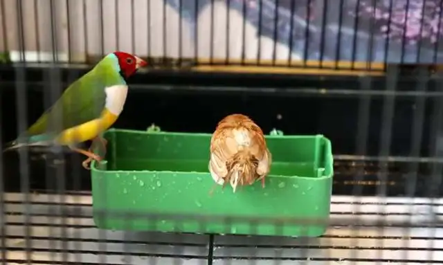 What's the way birds bathe