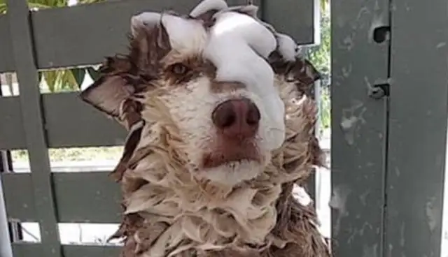 The master bathed Alaska, and he had a sad expression: