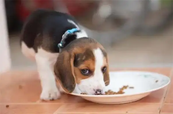 How often do pups feed