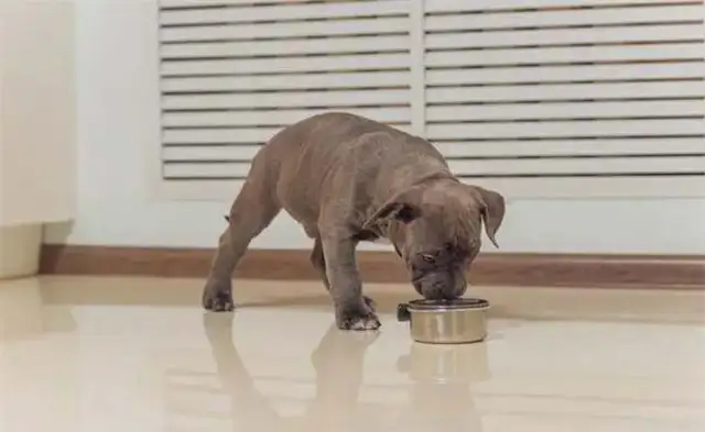 How often do pups feed