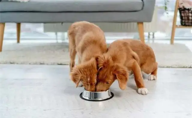 How often do pups feed
