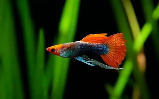 What's the temperature for peacockfish