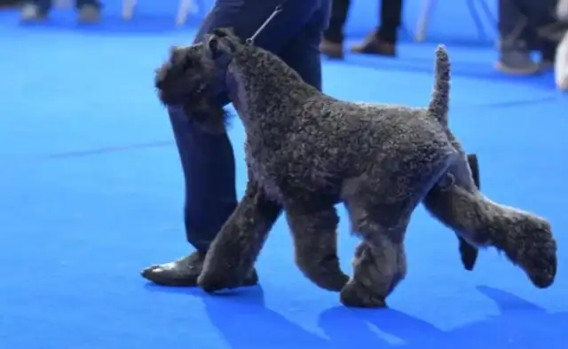 The world's top dog contest champions are down with Chinese dogs, and Chinese dogs are up to their best