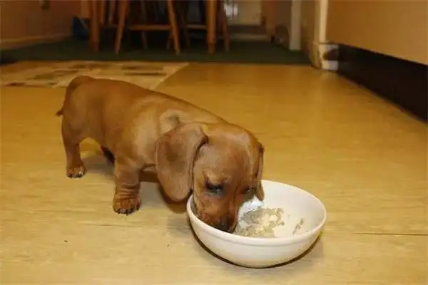 How often do pups feed