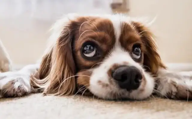 What are the types of pet showers? Let's see here