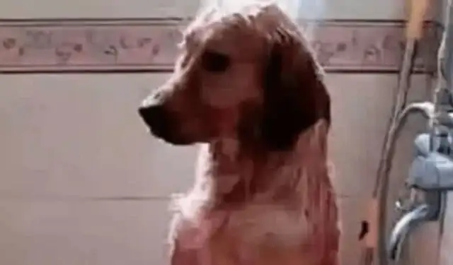 Boyfriend takes golden hair to the shower, doesn't see it out for two hours. Master goes in and takes a look