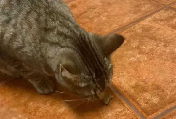 Cats are standing there every day after they pick up snacks