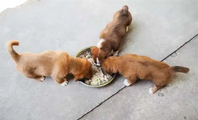 How often do pups feed
