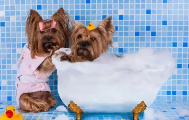 How do dogs choose to bathe? Look at this article