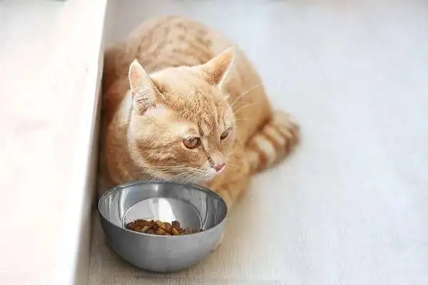 The reason why cats suddenly don't want to eat and the solution